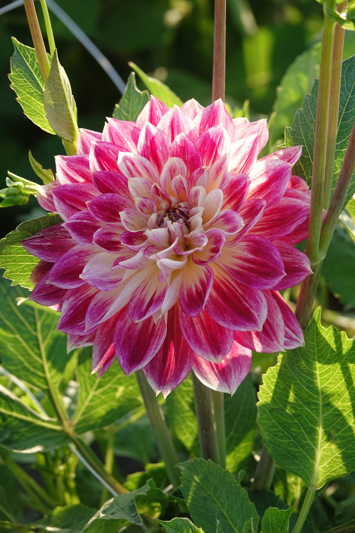 Dahlia Temple Of Beauty