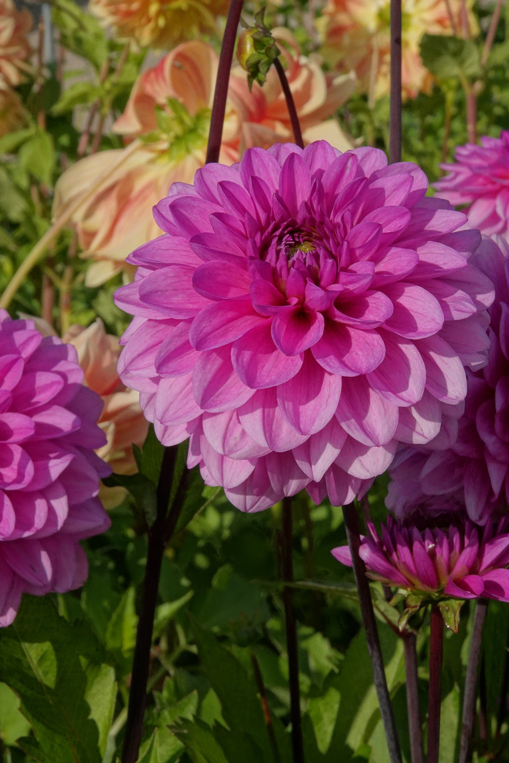 Dahlia Tolledo