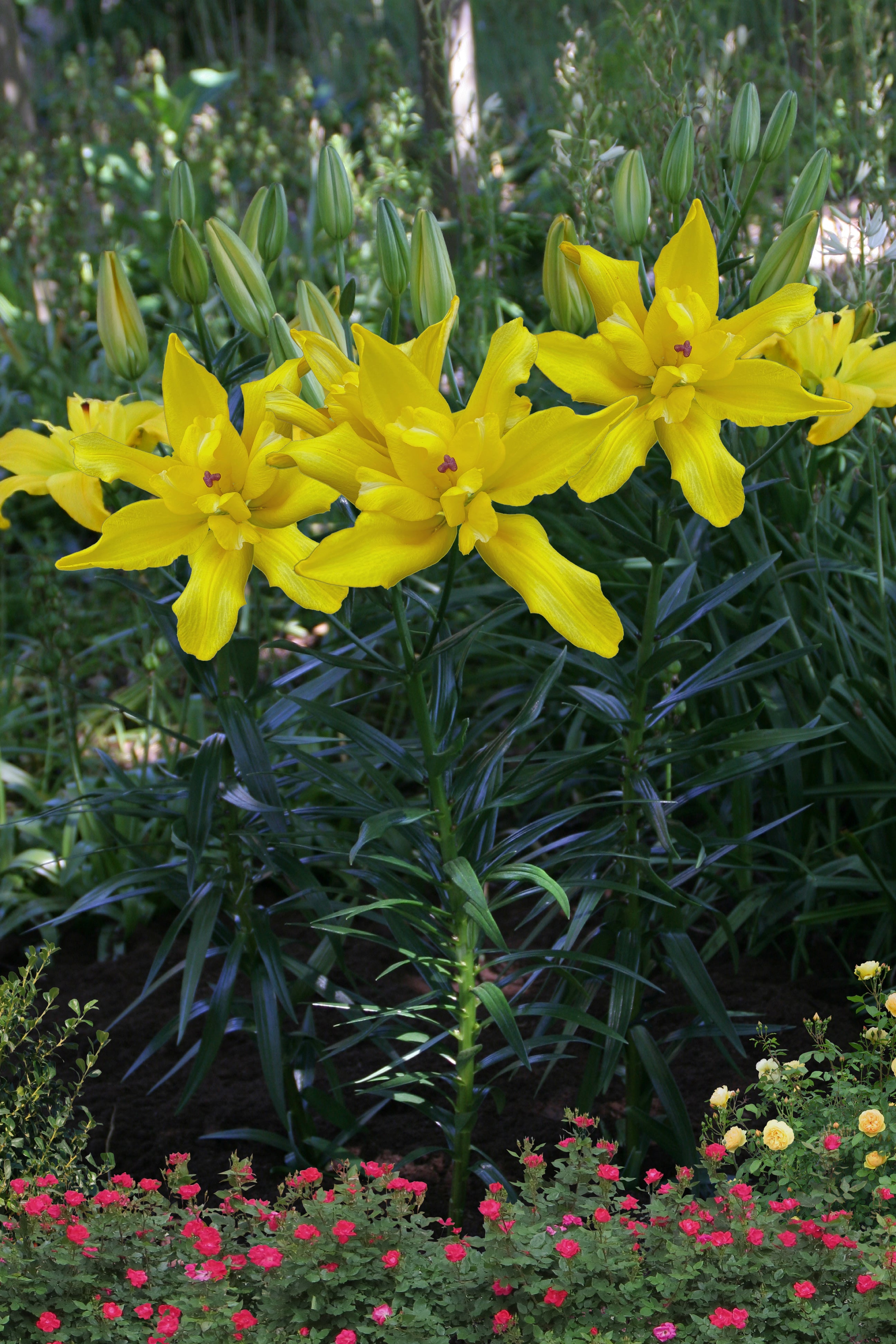 Lilium Tomos