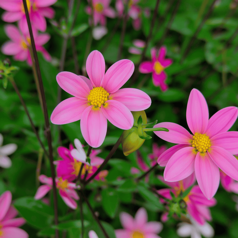 Dahlia Top Mix Pink