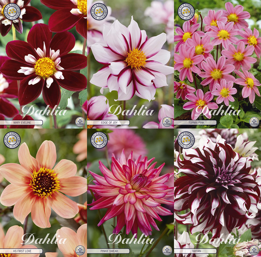 Collection Unique Hearts