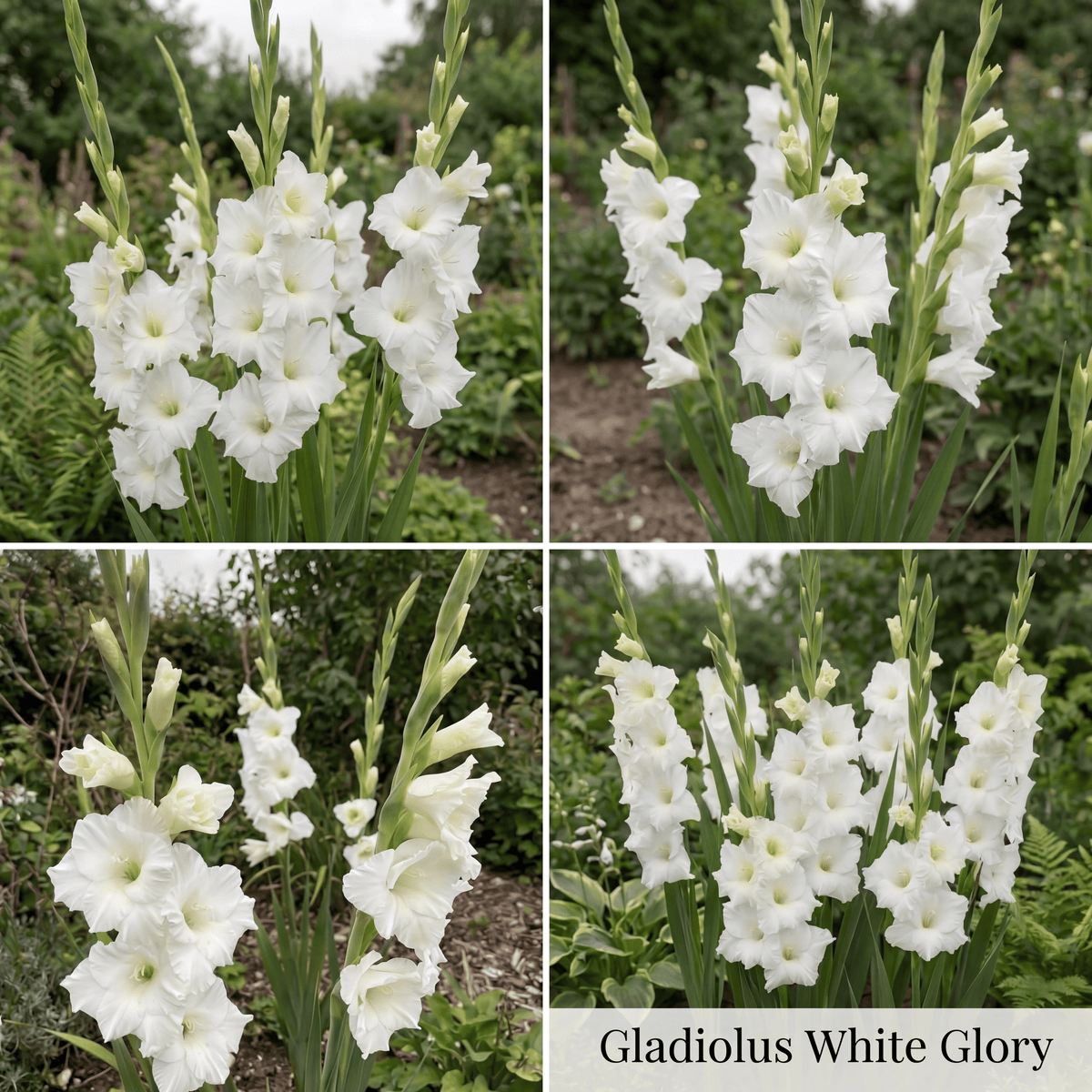 Gladiolus Summer Garden Collection