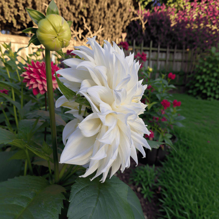 Dahlia White Perfection