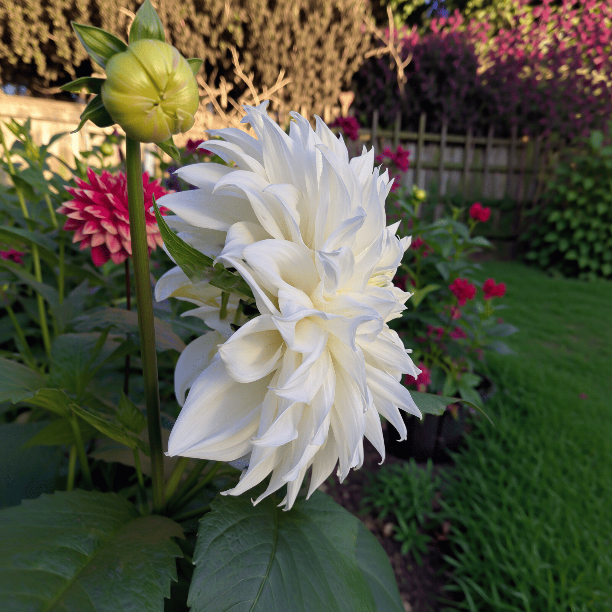 Dahlia White Perfection