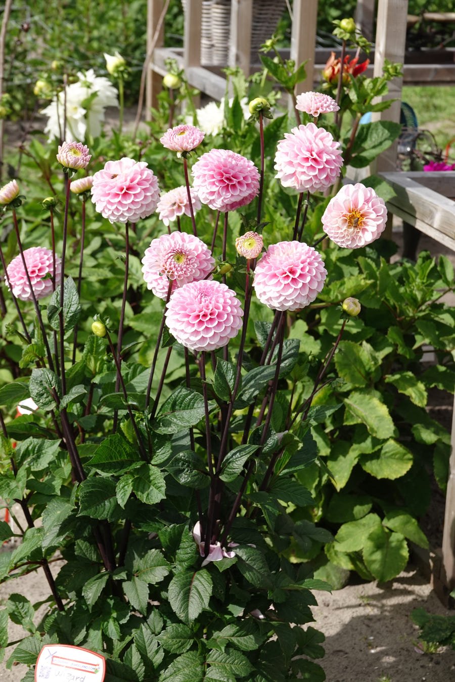 Dahlia Wizard of Oz