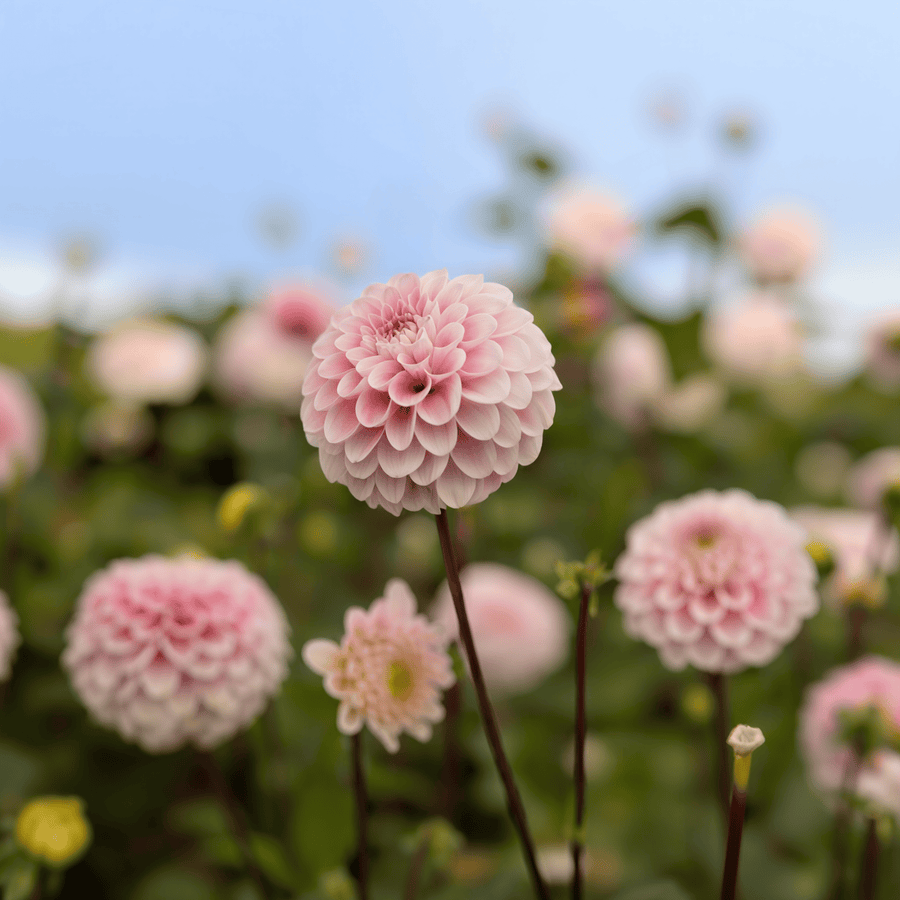 Dahlia Wizard of Oz