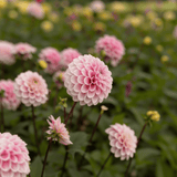 Dahlia Wizard of Oz