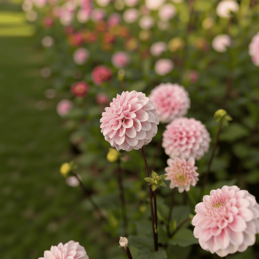 Dahlia Wizard of Oz