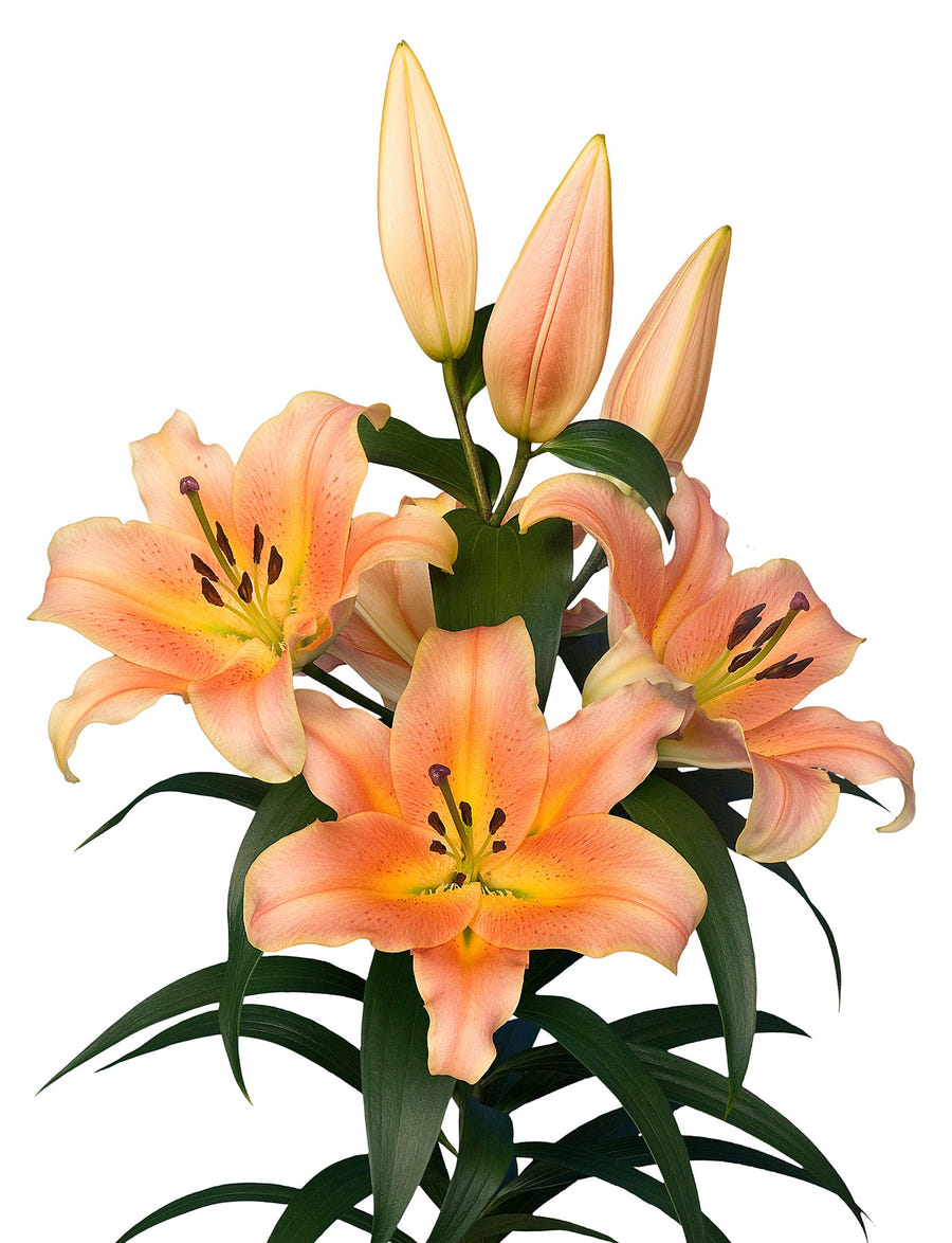 Lilium Zelmira