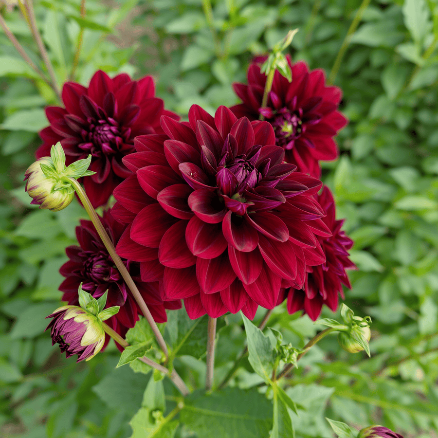 Dahlia Arabian Night