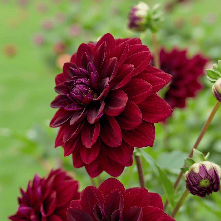 Dahlia Arabian Night