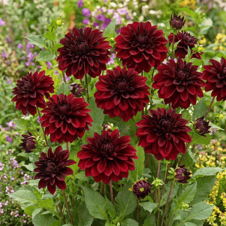 Dahlia Arabian Night