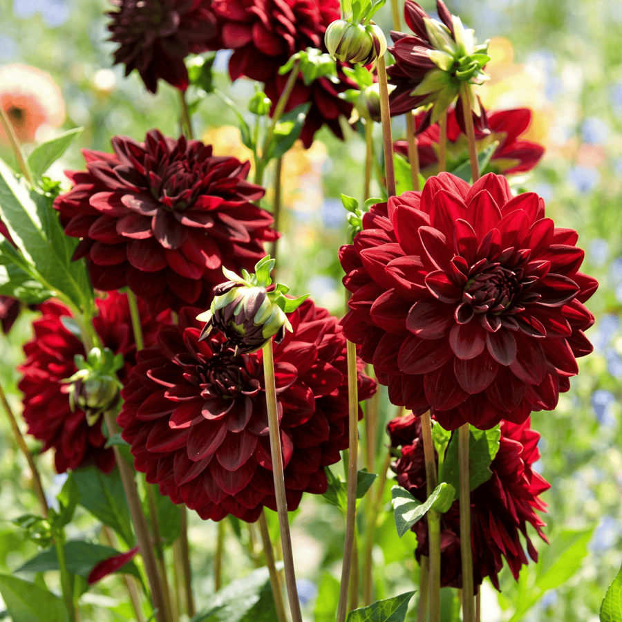 Dahlia Arabian Night