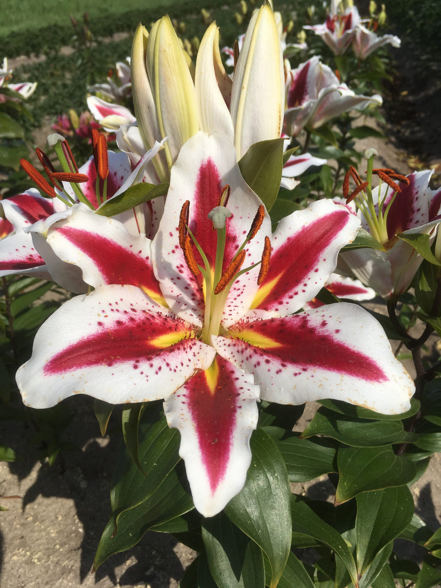 Lilium Big Smile