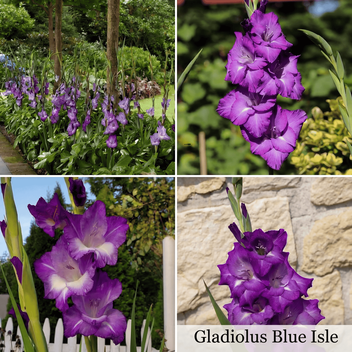 Gladiolus Summer Garden Collection