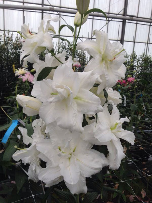 Lilium Bowl of Beauty