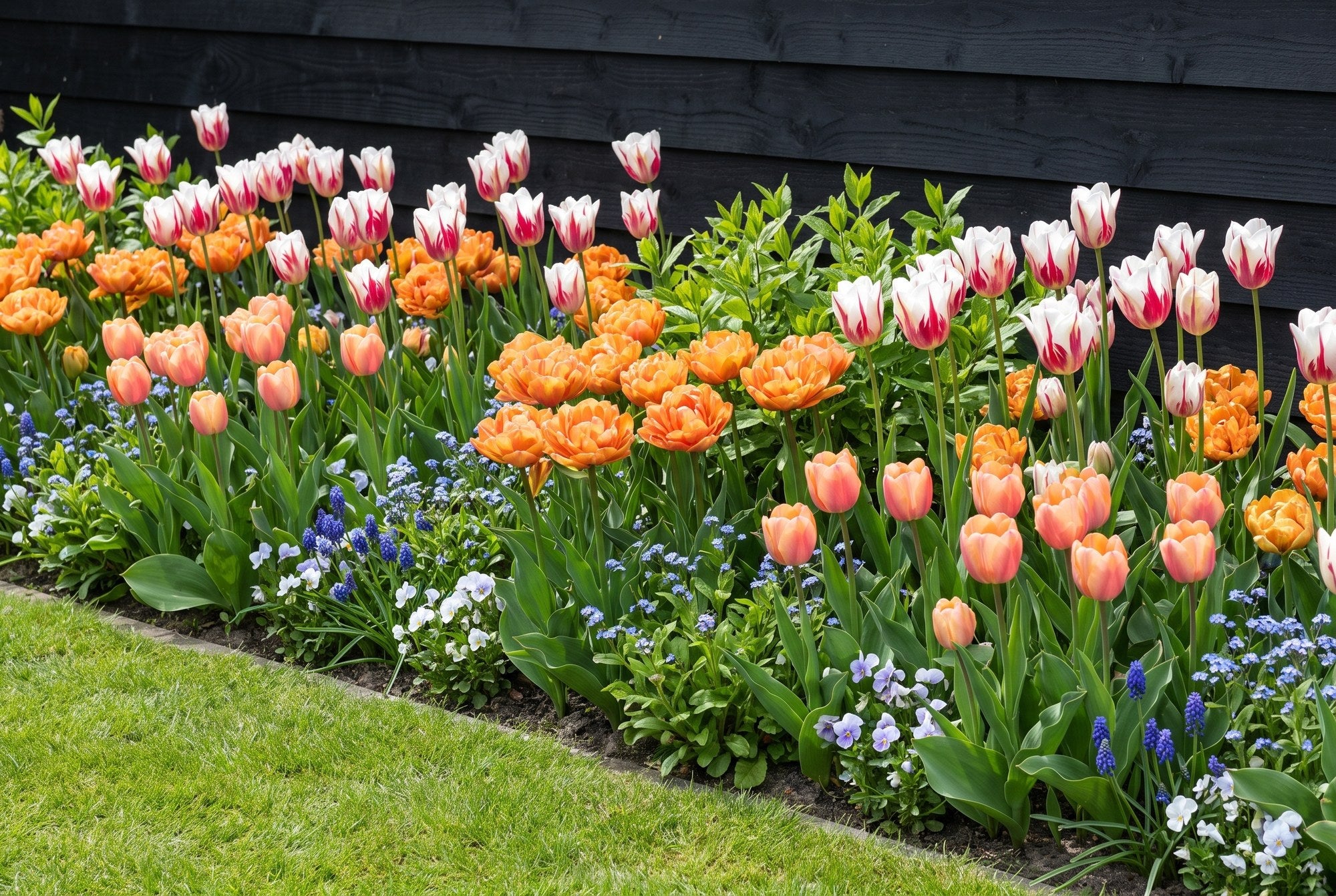 Kleurrijke tuin — Carnaval