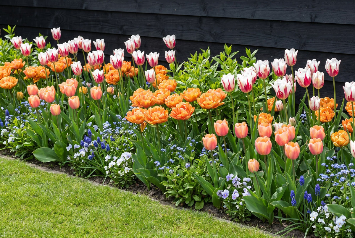 Kleurrijke tuin Carnaval — alle soorten samen in bloei