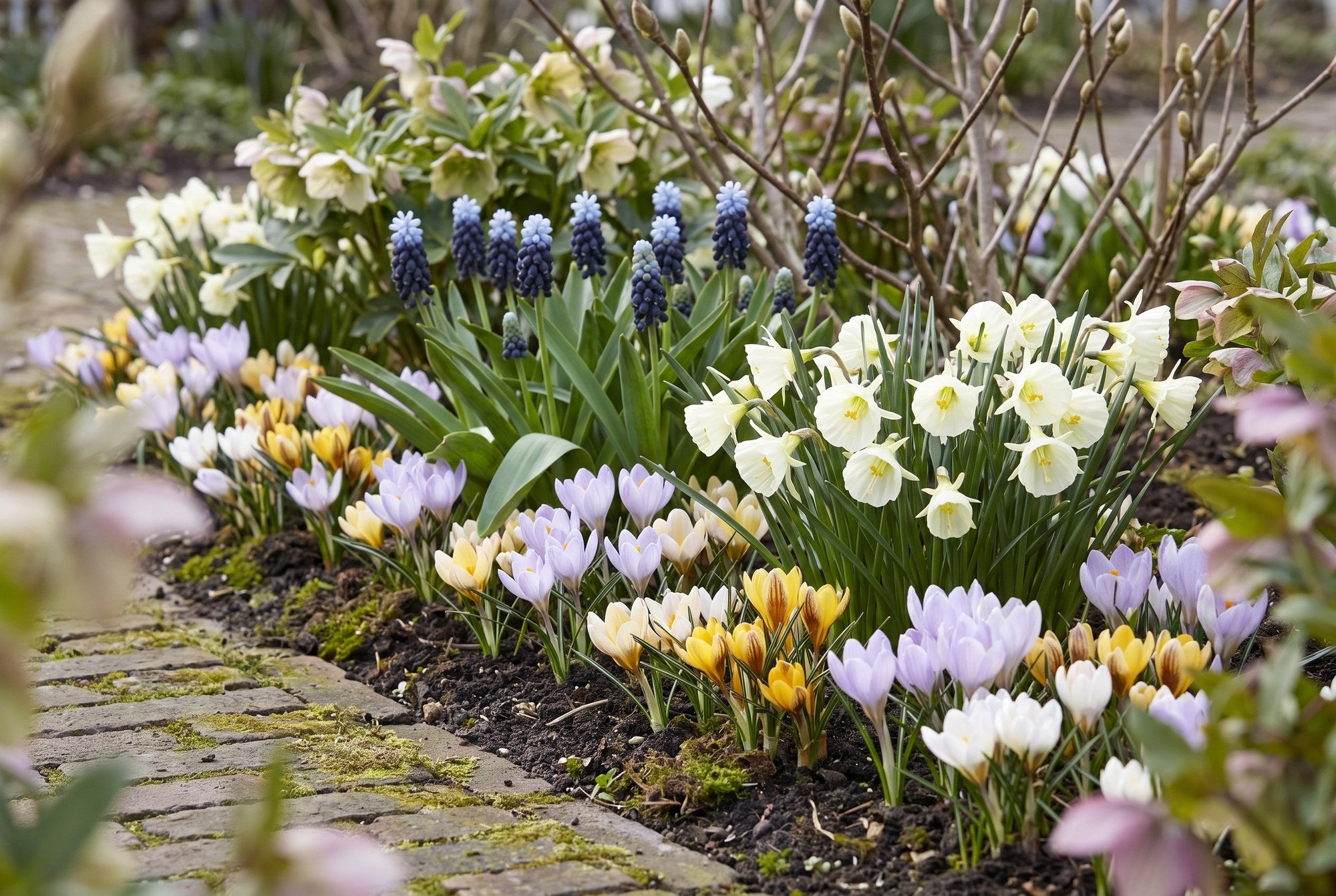 Natuurlijke tuin — Vroege Lente