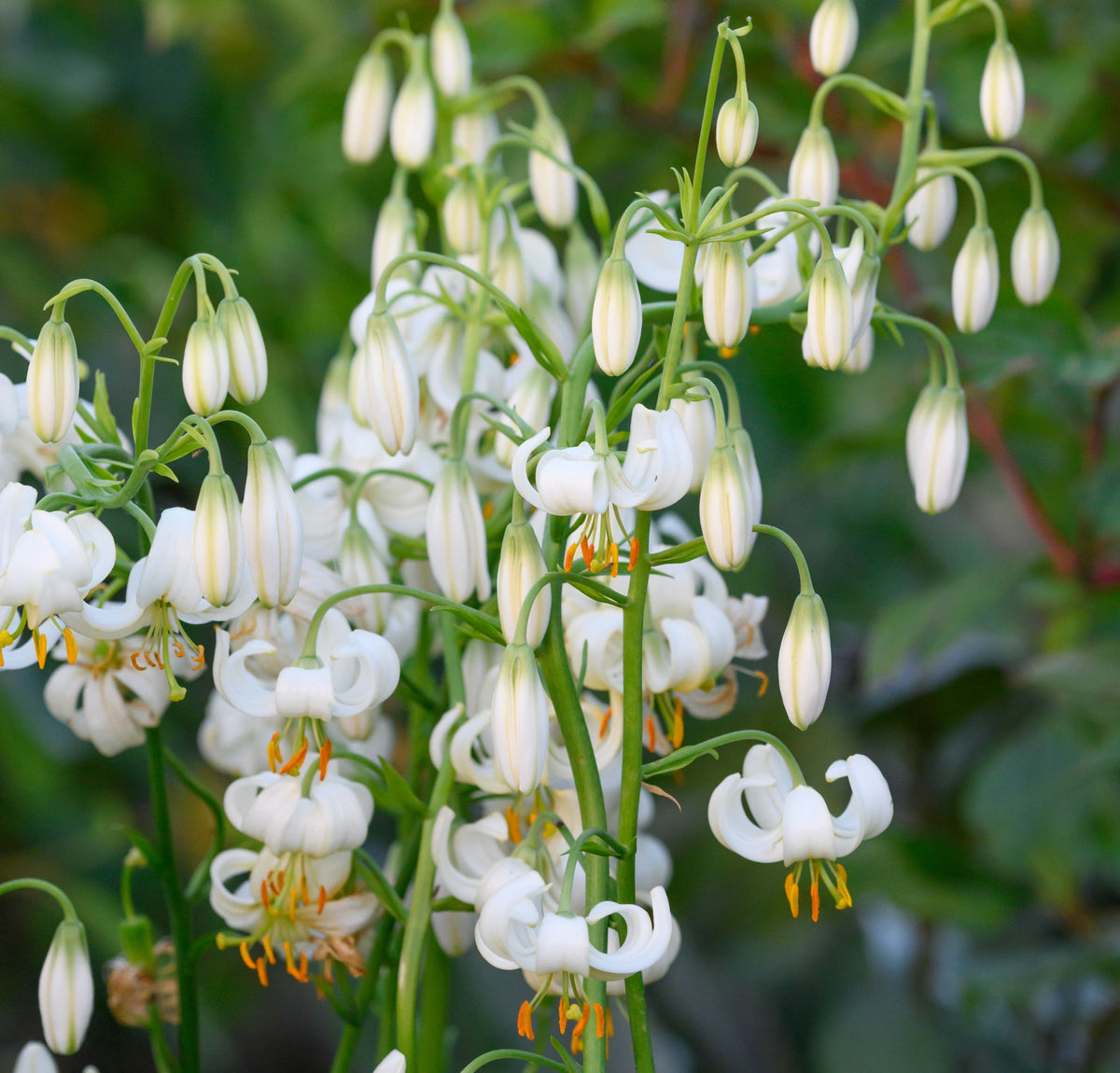 Lilium Martagon Snowy Morning