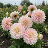 Group of pink dahlias in a garden setting