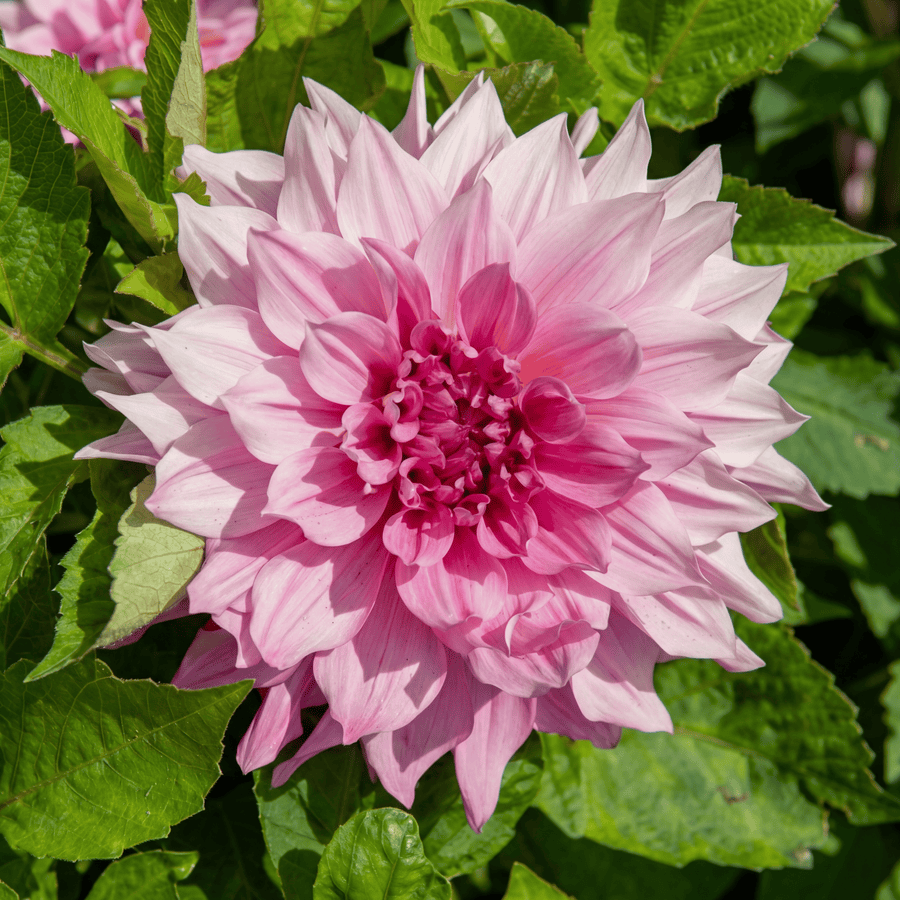 Dahlia Café au Lait Royal