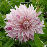 Dahlia Cafe au Lait Royal