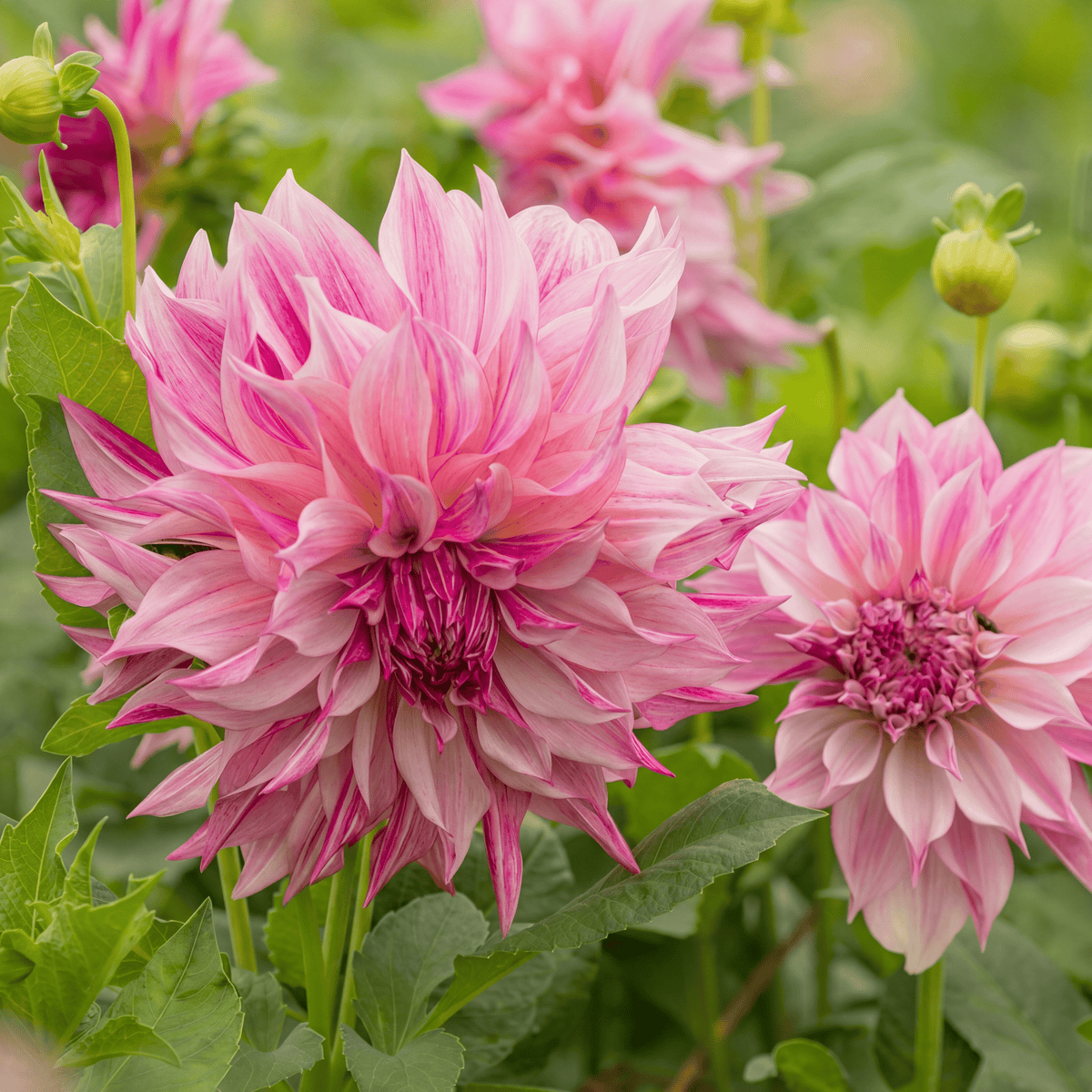 Dahlia Cafe au Lait Royal