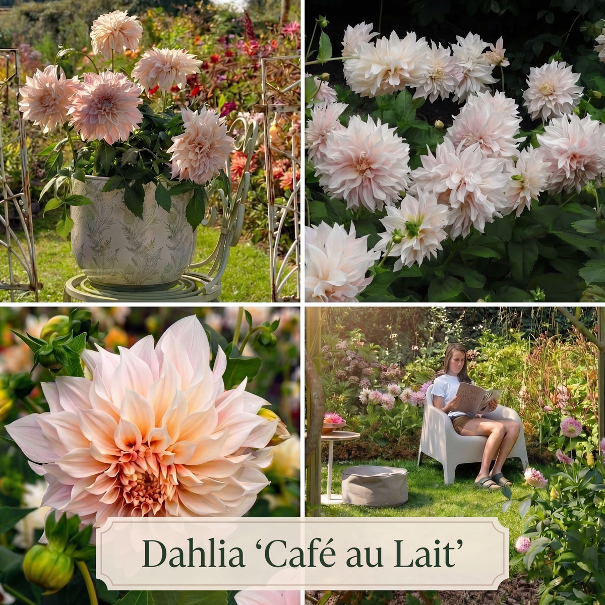 Dahlia Summer Garden Box