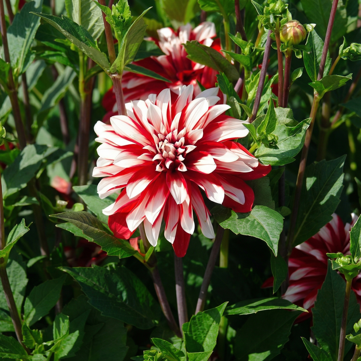 Collection Petals of Passion