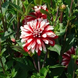 Collection Petals of Passion