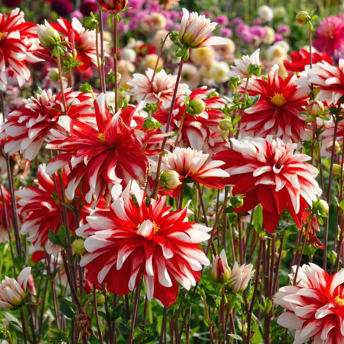 Collection Petals of Passion