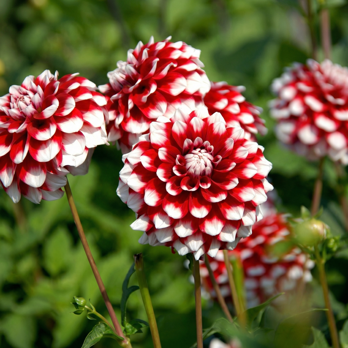 Collection Growing Love