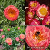 Peony Summer Garden Collection