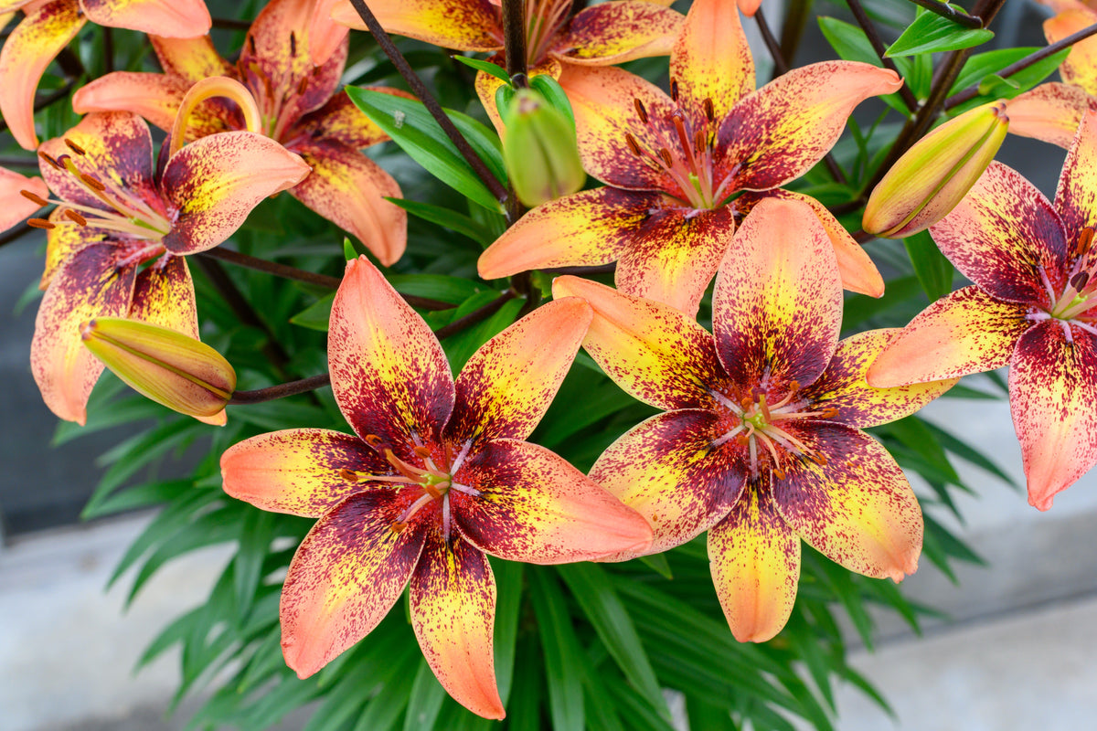 tiny dancer asiatic lily Tribal Dance' Lilium Bulbs – Red–Yellow–Peach–Pink–Multicolor (2 Bulbs) –  BLOM