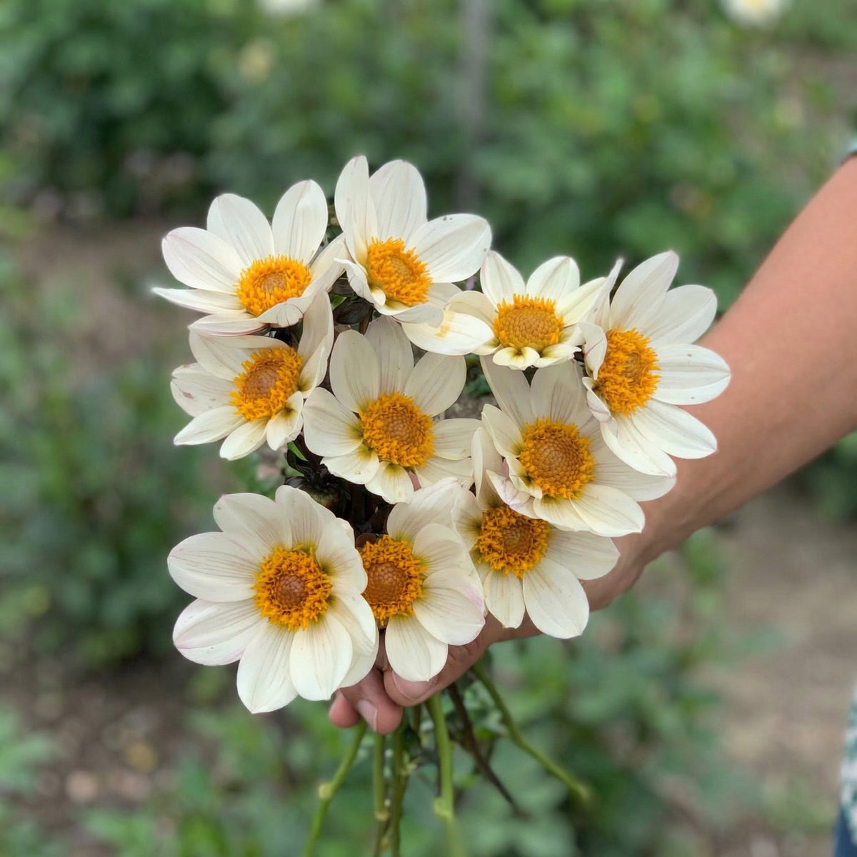 Collection Velvet Hearts