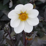 Collection Velvet Hearts