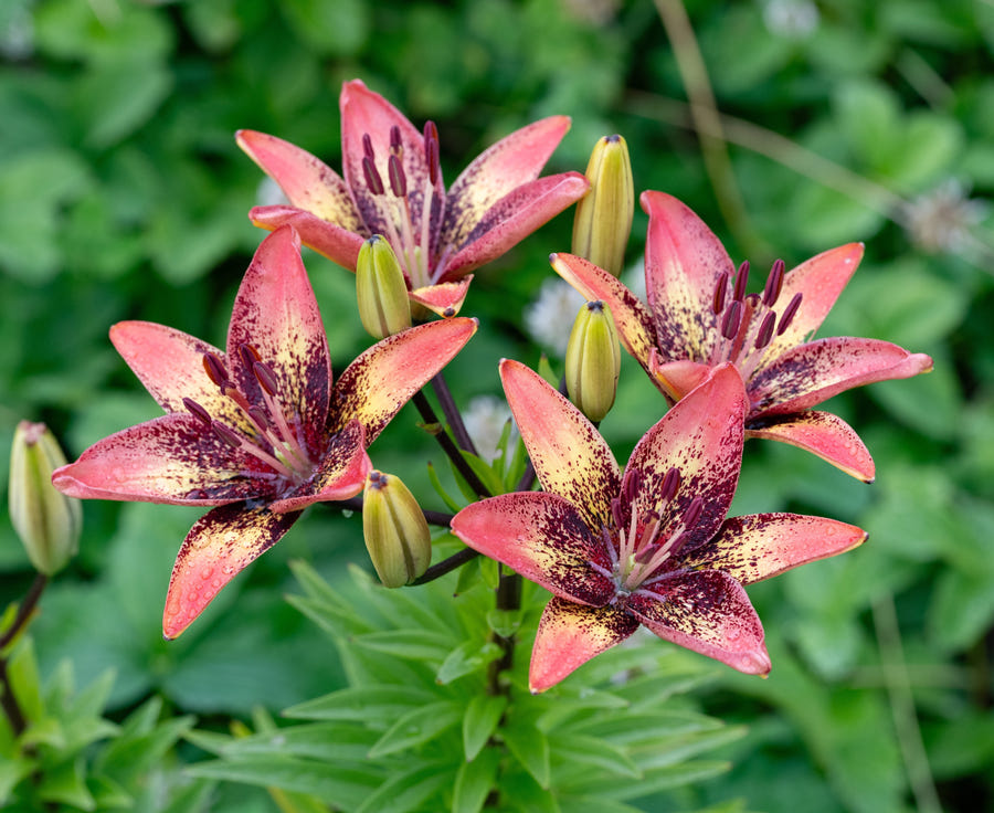 Lilium Tribal Dance