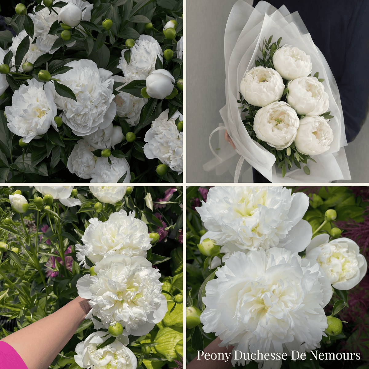 Peony Summer Garden Collection