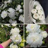 Peony Summer Garden Collection