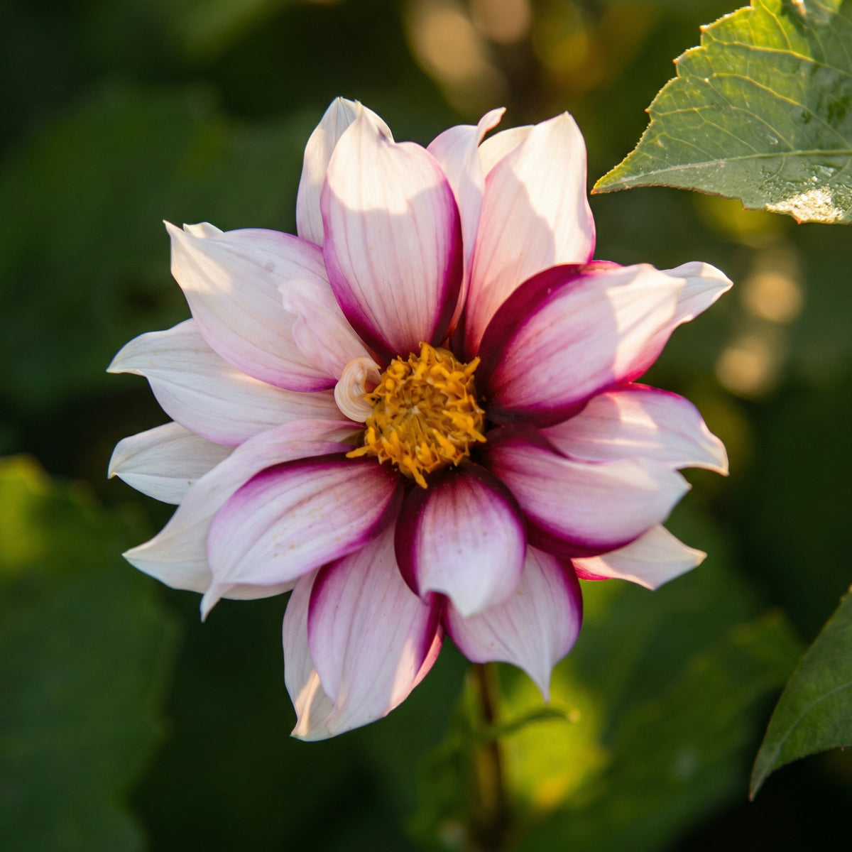 Collection Unique Hearts