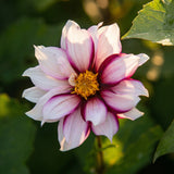 Collection Unique Hearts