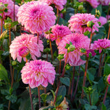 Collection Pink Hearts