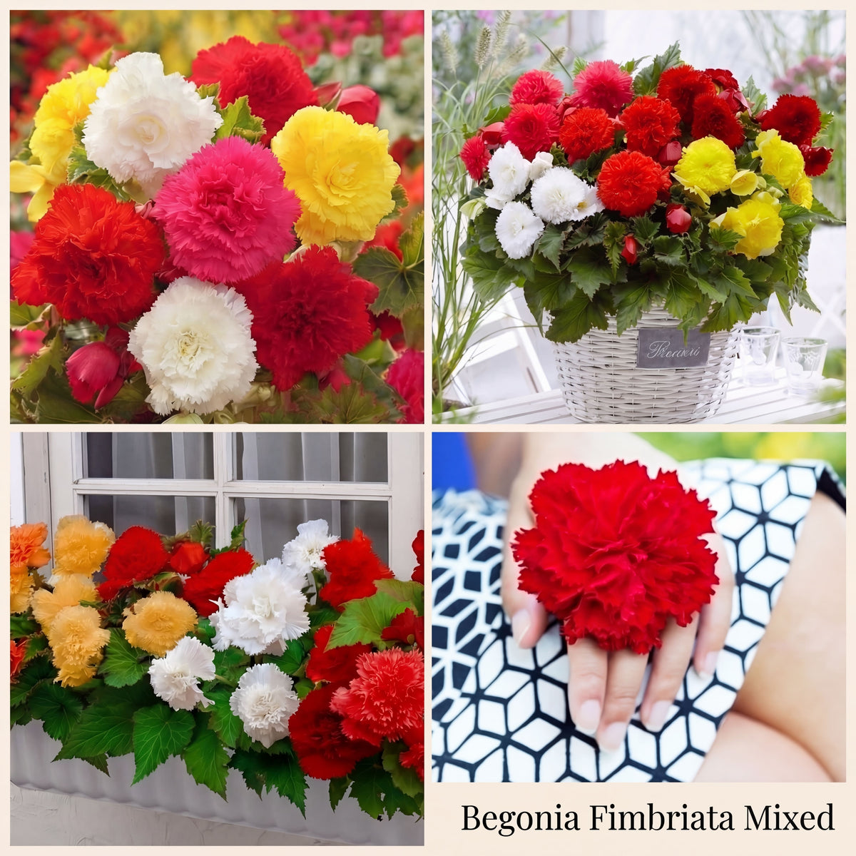 Begonia Summer Garden Collection