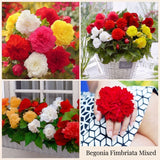 Begonia Summer Garden Collection