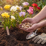 Freesia Summer Garden Collection
