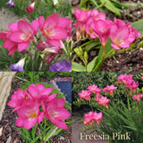 Freesia Summer Garden Collection