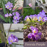 Freesia Summer Garden Collection