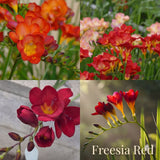Freesia Summer Garden Collection