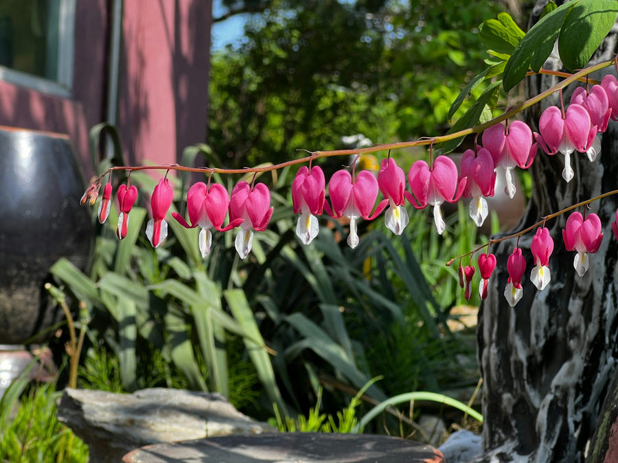 Dicentra Spectabilis
